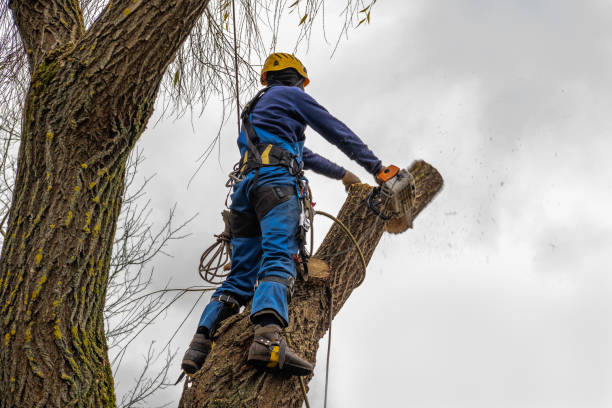 Best Hedge Trimming  in Mauriceville, TX